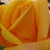 Pomarańczowy - Róża pnąca climber - Sutter's Gold